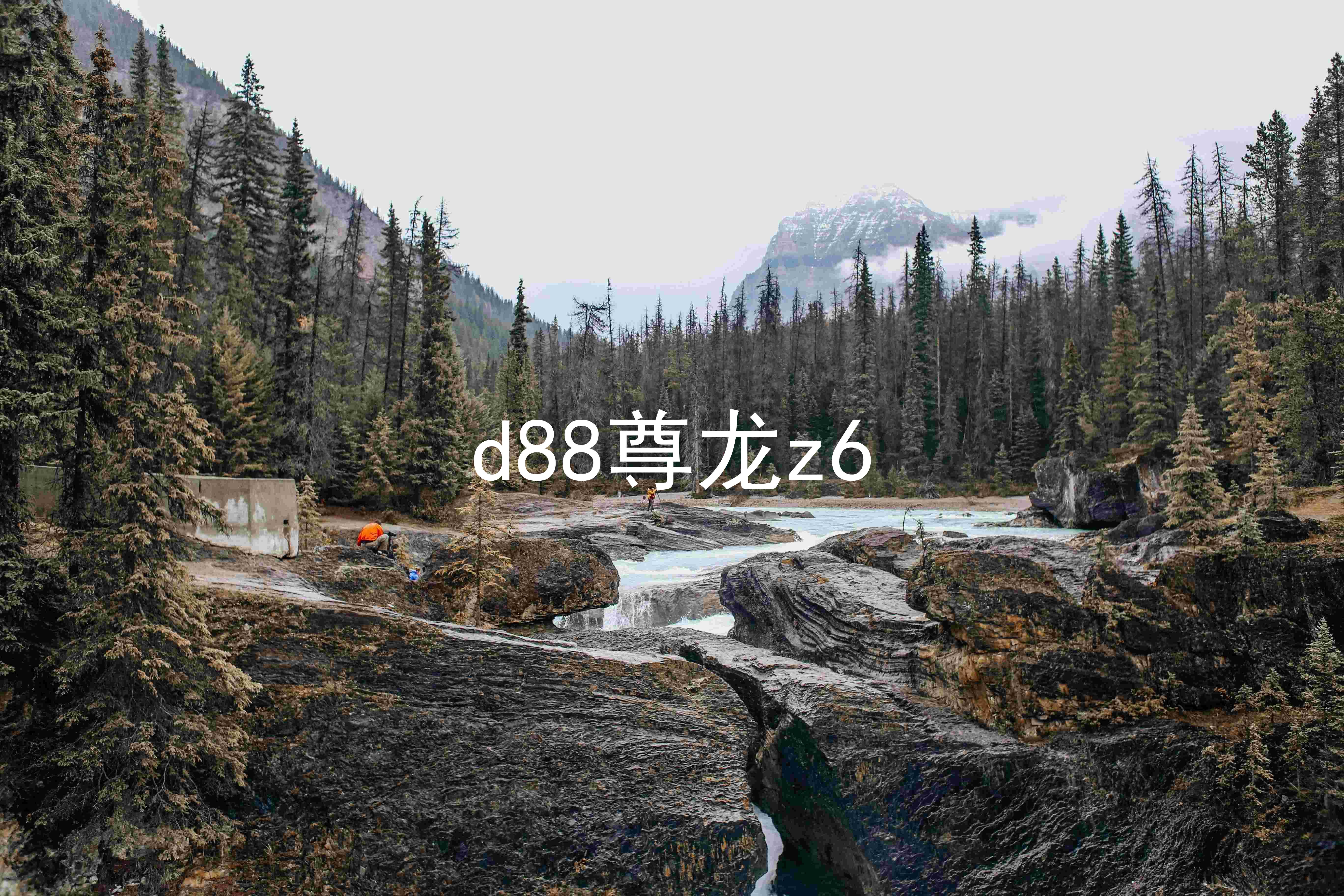 d88尊龙z6